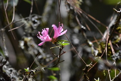 Rhododendron breviperulatum