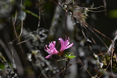 Rhododendron breviperulatum
