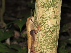 Stenocercus fimbriatus