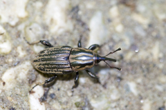 Sphenophorus australis