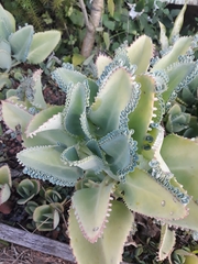 Kalanchoe laetivirens