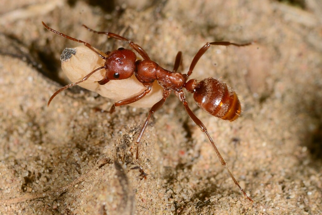 European Amazon Ant