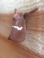 Monoleuca semifascia