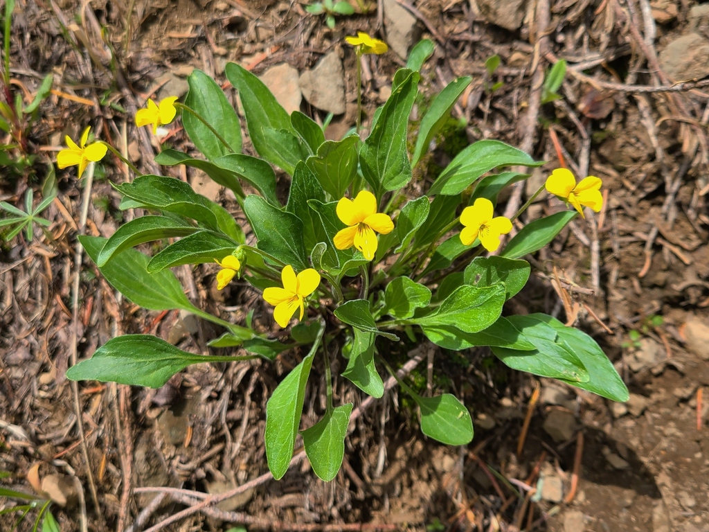Viola bakeri; photograph (c) Gail A Baker, some rights reserved (CC BY)