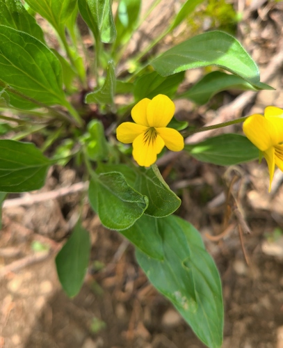 Baker's violet (Viola bakeri)