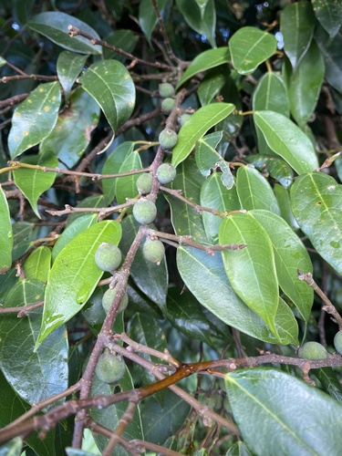 Image of Ficus sarmentosa by no rights reserved