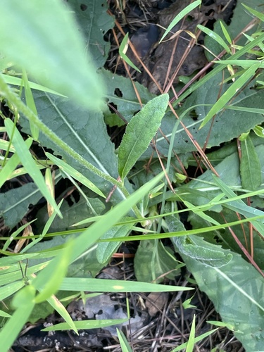 Image of Vernonia acaulis by no rights reserved