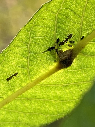 iNaturalist observation photo of Aphids