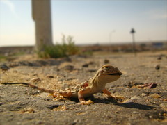 Phrynocephalus versicolor