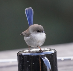 Superb Fairywren photo 6