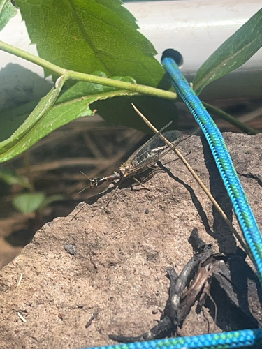 iNaturalist observation photo of Agulla adnixa