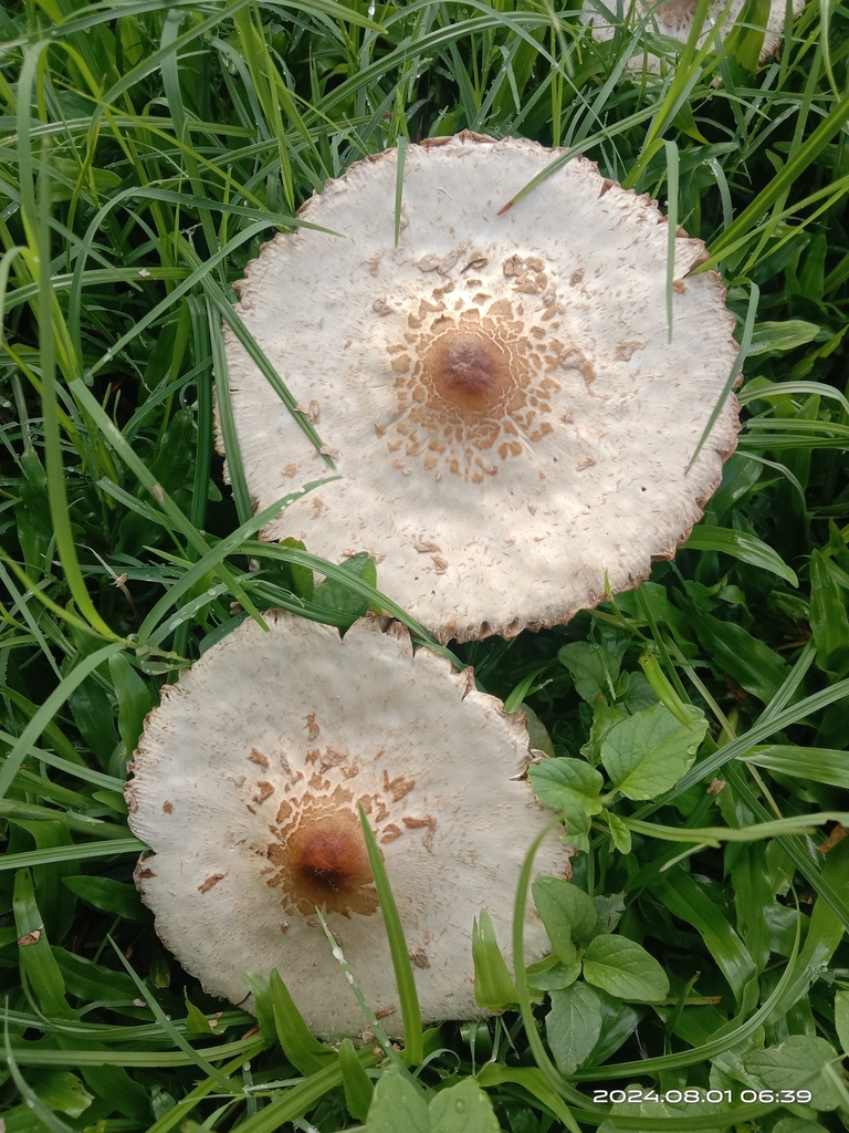 Chlorophyllum molybdites · August 2024 · photo: © naturalist97663 (iNaturalist, cc0)