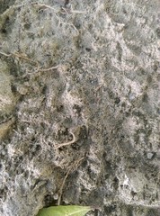 Monomorium pharaonis