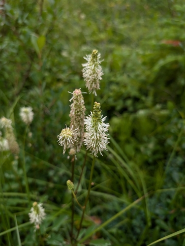 Image of Sanguisorba stipulata by (c) Simone Littledale, some rights reserved (CC BY)