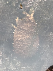 Chondracanthus