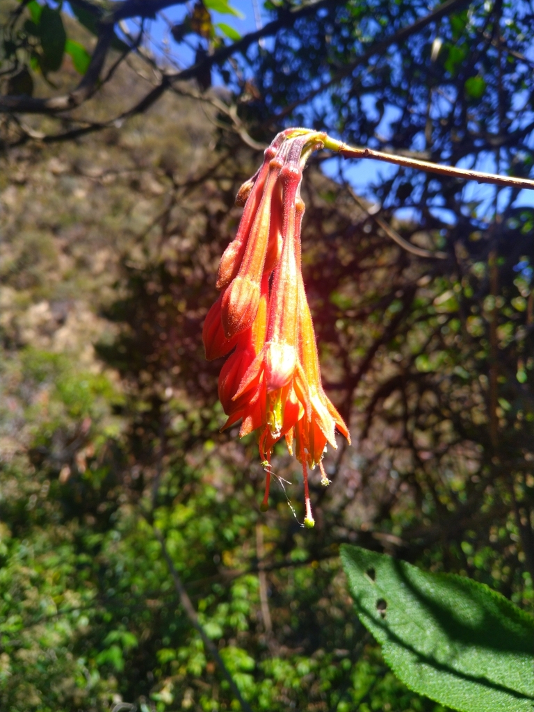Fuchsia insignis