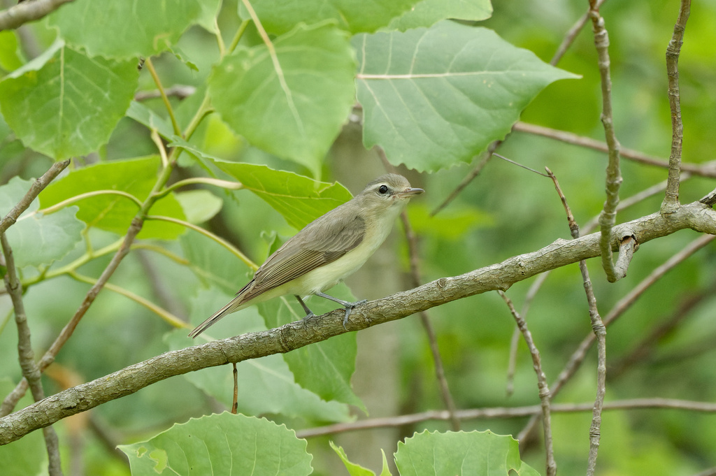 Vireo gilvus sympatricus