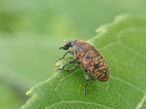 Blunt Knapweed Flower Weevil photo 5