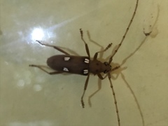 Eburia quadrigeminata