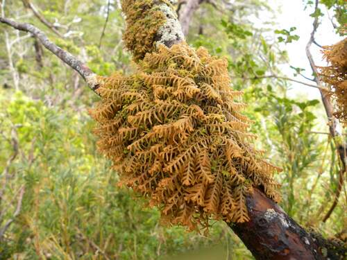 Image of Rock Fingerwort by (c) Cesar Ormazabal, some rights reserved (CC BY)