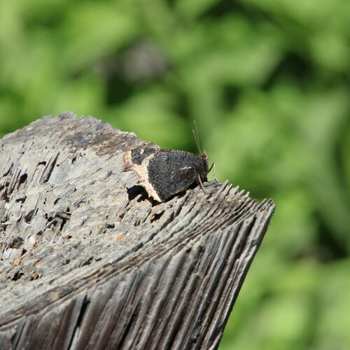 iNaturalist observation photo of Mourning Cloak