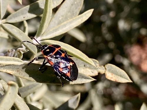 iNaturalist observation photo of Harlequin Bug