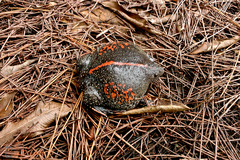 Rhinophrynus dorsalis