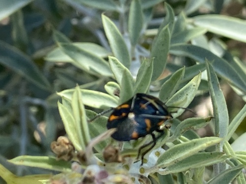iNaturalist observation photo of Harlequin Bug