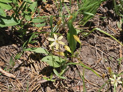 Triteleia ixioides anilina