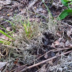 Cladonia rei