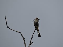 Ptiliogonys cinereus