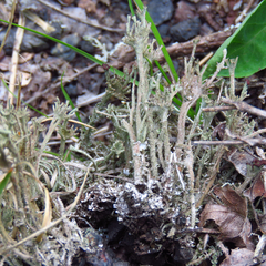 Cladonia rei