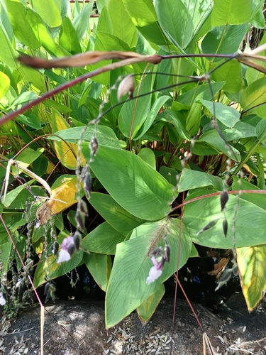 Thalia geniculata observed 2024-07-31