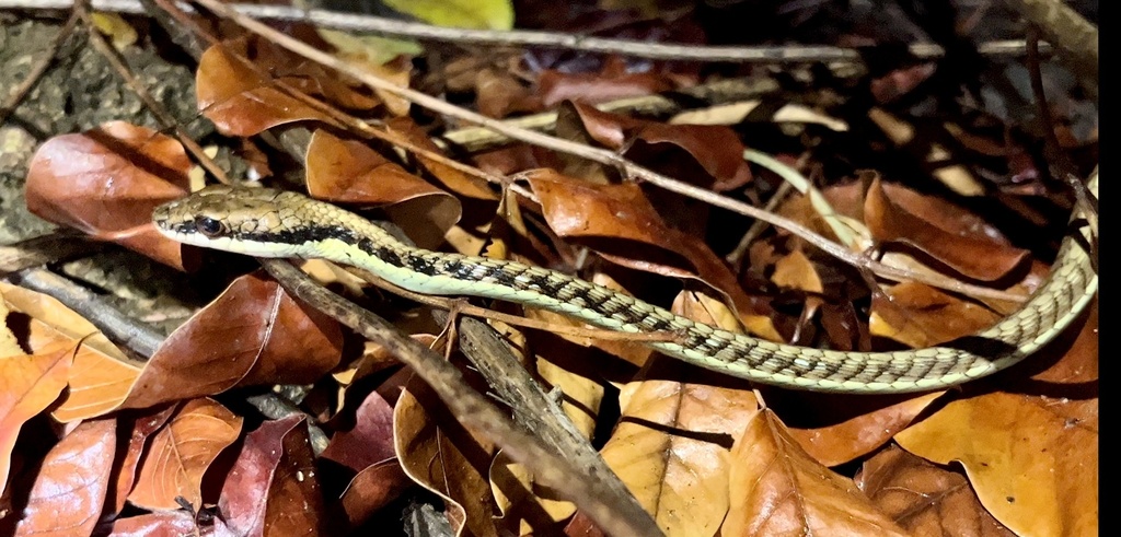 Lesser Sundas Bronzeback