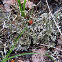 Cladonia rei