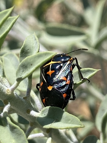 iNaturalist observation photo of Harlequin Bug