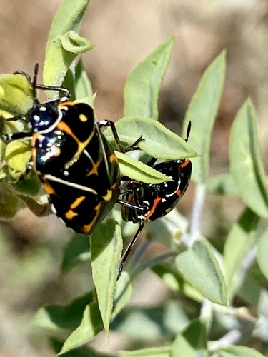 iNaturalist observation photo of Harlequin Bug