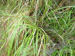 Carex ochrosaccus