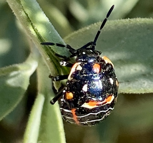 iNaturalist observation photo of Harlequin Bug