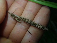 Carex ochrosaccus
