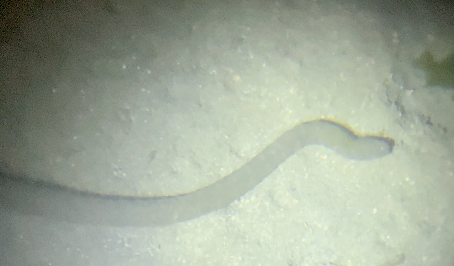 Acrochordus granulatus (Schneider, 1799)