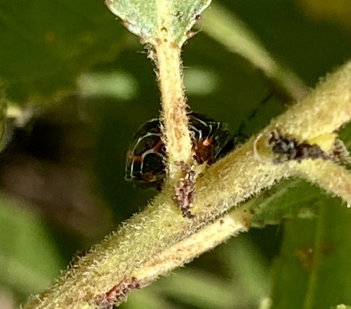 iNaturalist observation photo of Harlequin Bug