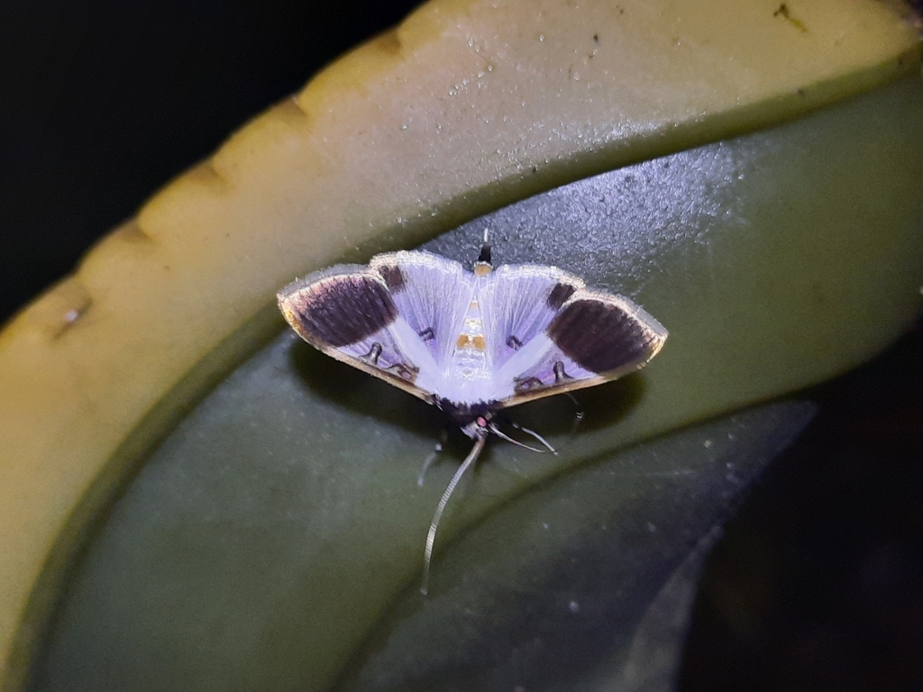 Palpita nigricollis (Palpita nigricollis)