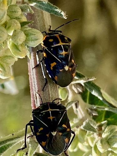 iNaturalist observation photo of Harlequin Bug
