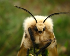 Spilosoma lutea