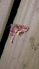 Catocala muliercula