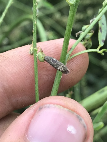 Large Clover Casebearer Moth photo 3
