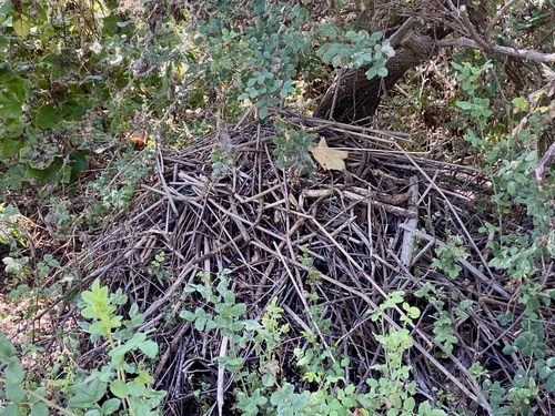 iNaturalist observation photo of Woodrats