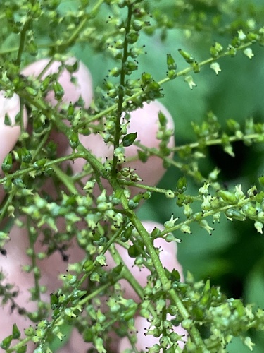 Image of Astilbe biternata by no rights reserved