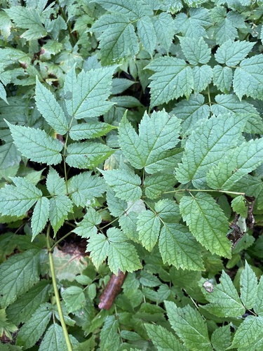 Astilbe biternata, photograph 5